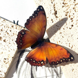 Juno Longwing Butterfly Hair Clip